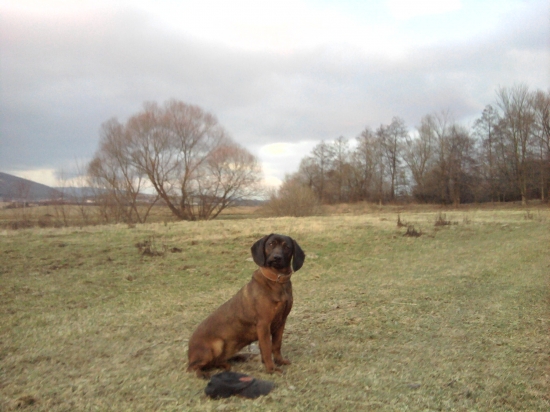 BONA z Močelníka  -   odloženie