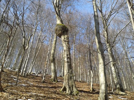 priroda