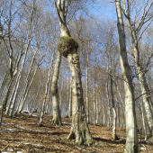 priroda
