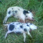 Kamaratove jednou ranou