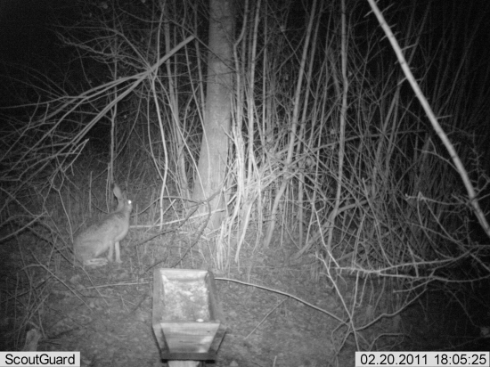 Prvé foto z fotopasce