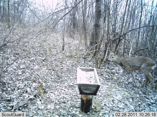 Aj srnka sa ukázala...