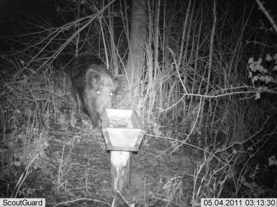 ... aj svinky sa zacinaju objavovat