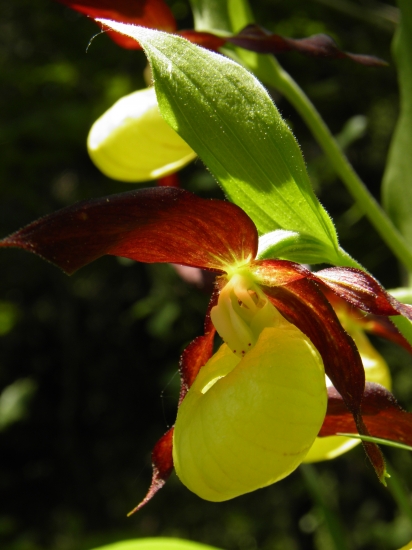 ... vzácnosti Slovenskej prírody ...