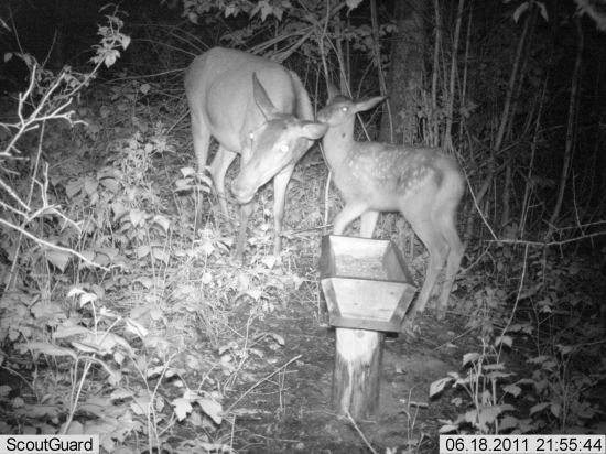 Prvé foto s prírastkom