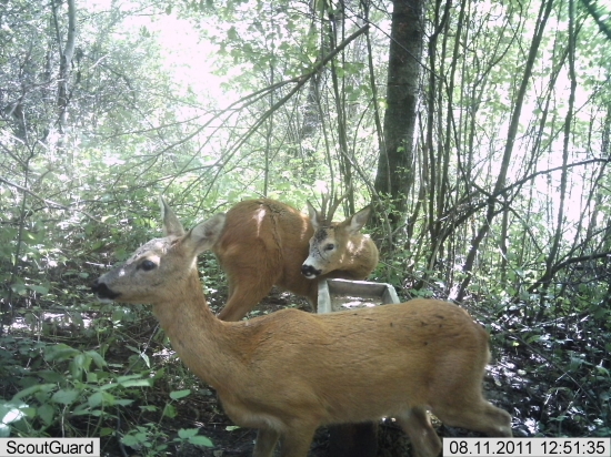 Srnčia ruja pri solisku