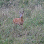 privábená chovná I. v.t.