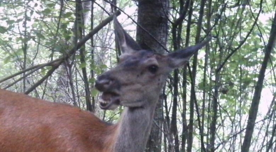 ksichtiky z fotopasce :)