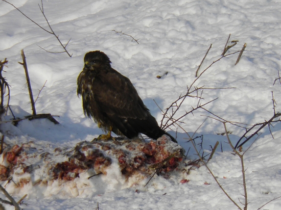 Aj jemu bola zima ...