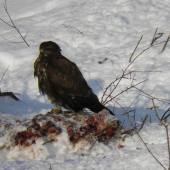 Aj jemu bola zima ...