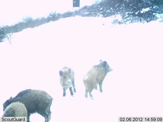 .... prasušiky chodia aj cez den,no toto ...