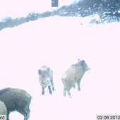 .... prasušiky chodia aj cez den,no toto ...