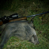 ... novembrové prasiatko