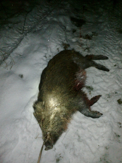 ... predvianočné prasiatko