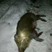 ... predvianočné prasiatko