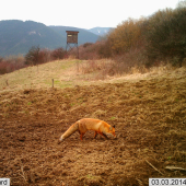 FOX