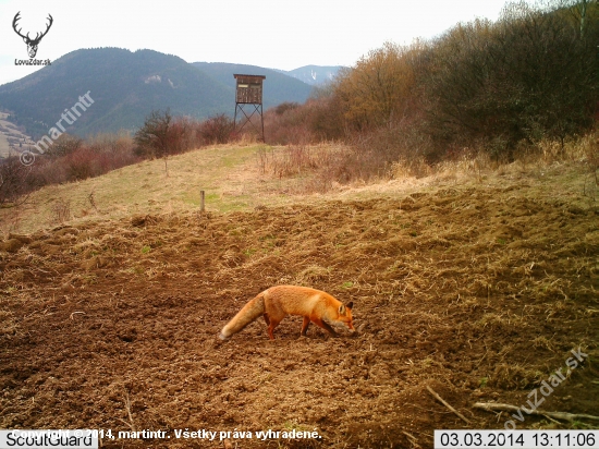 FOX