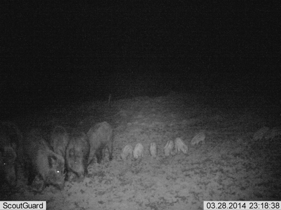 ... malé svište :)