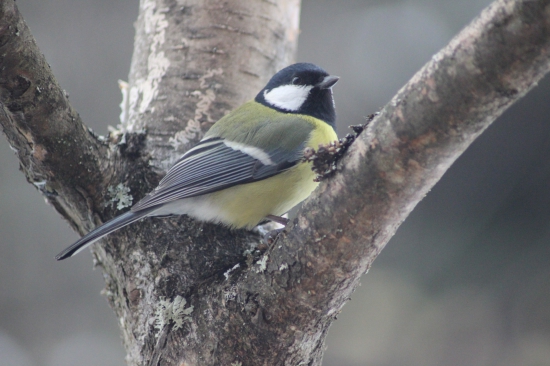 Parus Major