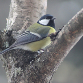 Parus Major