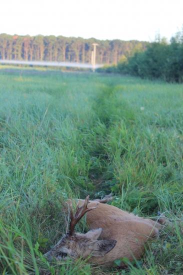 ... záver srnčej sezóny