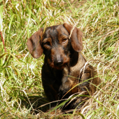 Elka z Čerešňovej