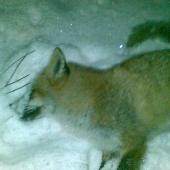 Ďaľšia kmotrička