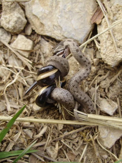 ... v smrteľnom objatí