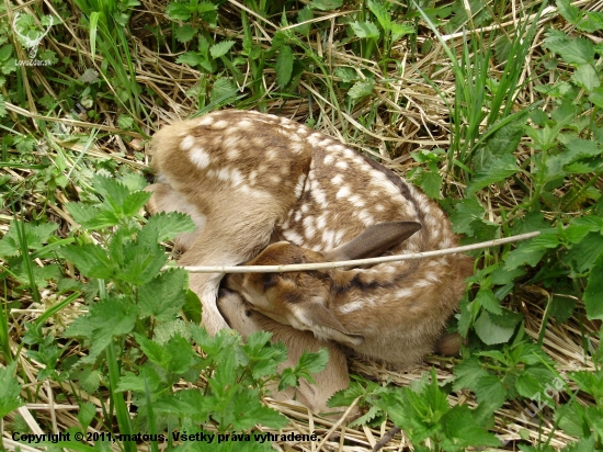nový život