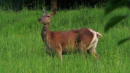 stará známa