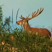Gápľovský jelenčok