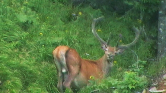 zbadal ma