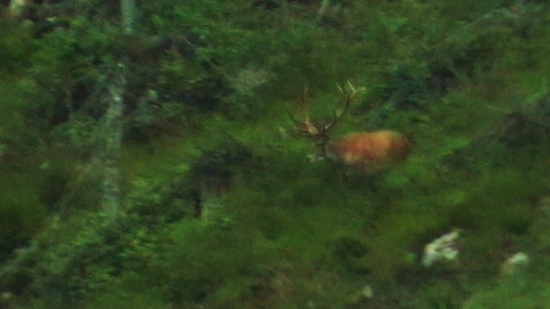 Kráľ