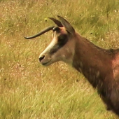 Nízkotatranský jednorožec