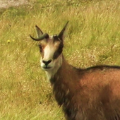 Nízkotatranský jednorožec