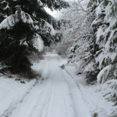 Dnesna prechadzka lesom...