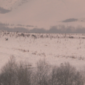 dneska v lese na prechadzke