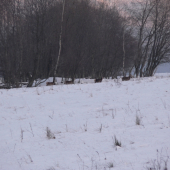 dneska v lese na prechadzke