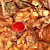 ohnivec šarlátový (Sarcoscypha coccinea)
