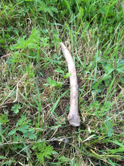 Farbu uz dávno stratil ....