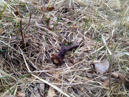 Včerajší ( prvý 2016 )