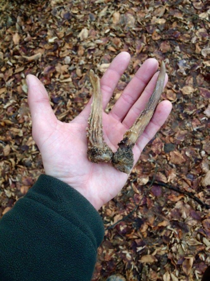 uvidíme čo z neho bude:)