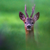 tak predsa sa ukázal..