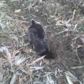 aha nora ...čo v nej  ???