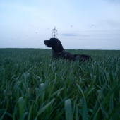aska