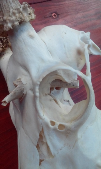 Aj toto prináša ruja