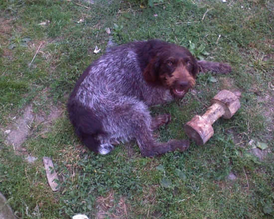 môj pes nemecký drôtosrstý stavač