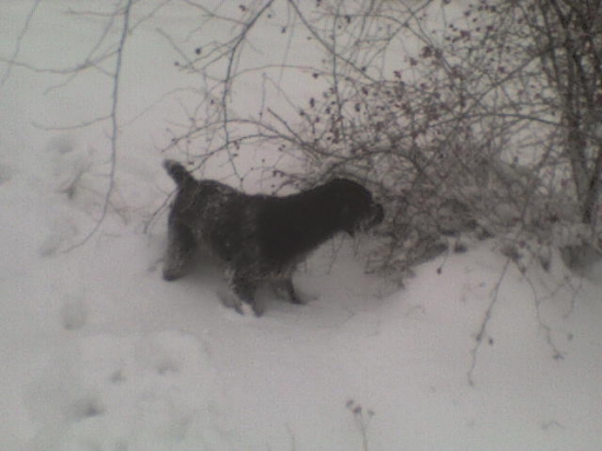 aska vystavuje bažanta