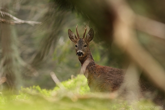 V horské divočině
