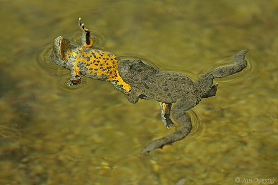 Kuňka žlutobřichá :-)